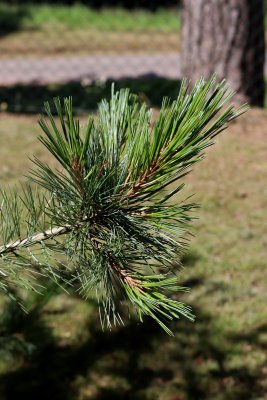 Pinus flexilis - borovice ohebná - jehlice
